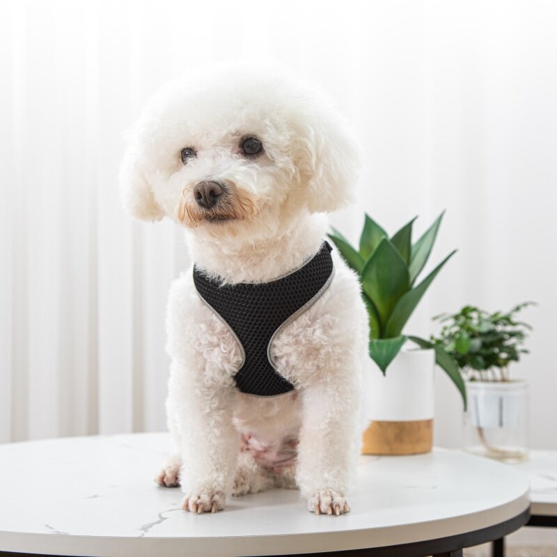 The Collarless Harness: step-in vest for 2 to 15 kg dogs